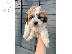 PoulaTo: Shih Tzu Puppies